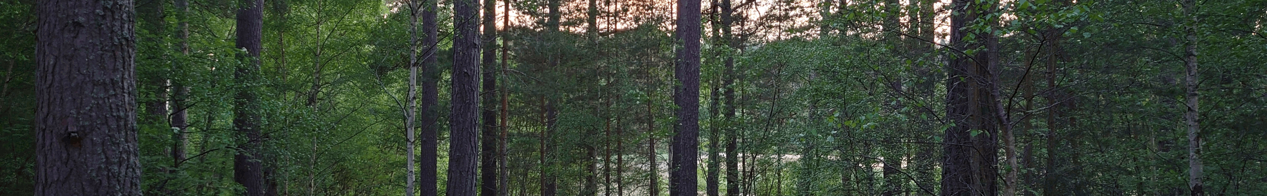 Music Therapy - Lake of peace through the trees