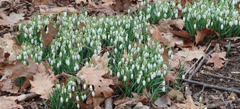 Spring Renewal Sound Bath Journey & Healing with the Horses